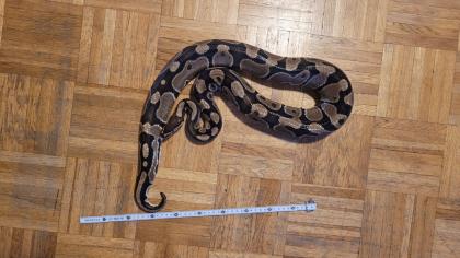 3 Pythons und vollständig eingerichtetes Terrarium