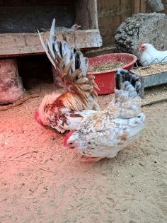 Bruteier Reinrassige ayam serama