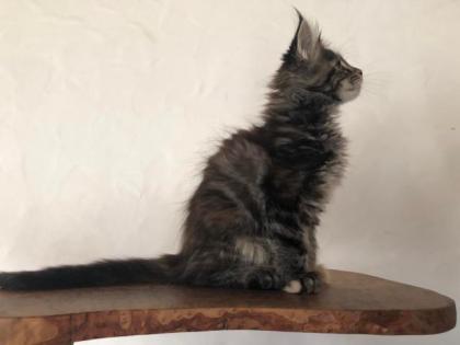 Reinrassige Maine Coon Kitten mit Stammbaum sind auf der Suche.