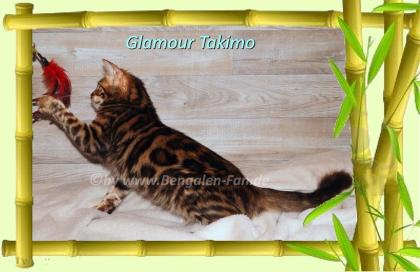 Cahsmere Bengal Kater sehr lieb pfiffig Evtl. sogar mit Zuchtfreigabe