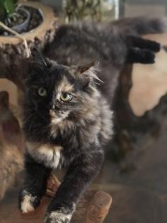 Katze Dori sucht ein liebevolles Zuhause