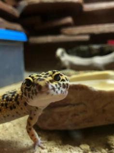 3 Leopardengeckos