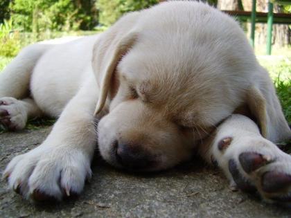 LABRADOR WELPEN