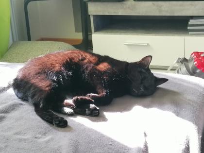 Geschwisterpaar Katzen