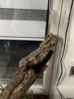 Tokeh Gekko-Gecko