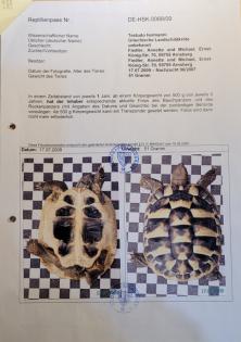 Adulter Griechischer Landschildkröten-Bock 2007 abzugeben