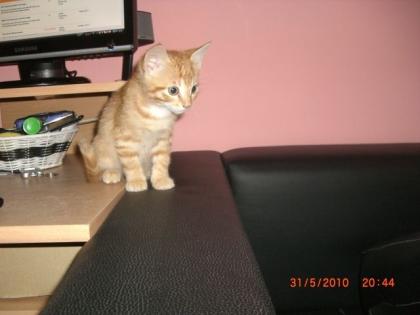 Süßer Kater sucht ein schönes Zuhause