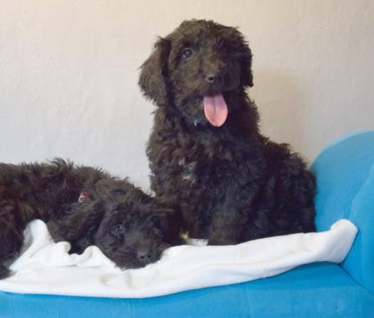 Zauberhafte Blackdoodle Goldendoodle Welpen abzugeben