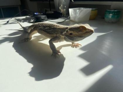 Bartagame Geschwister in gute Hände abzugeben
