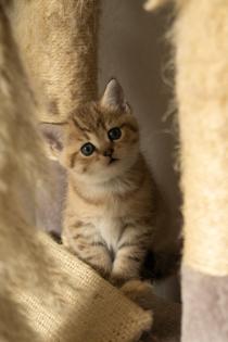 Süße BKH Kitten, British Kurzhaar Katzenbabys