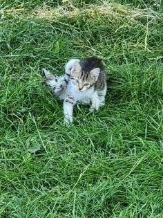 Katzen Kinder vom Bauernhof ab sofort abzugeben