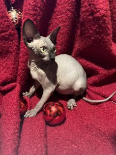 Kanadische Sphynx Kitten