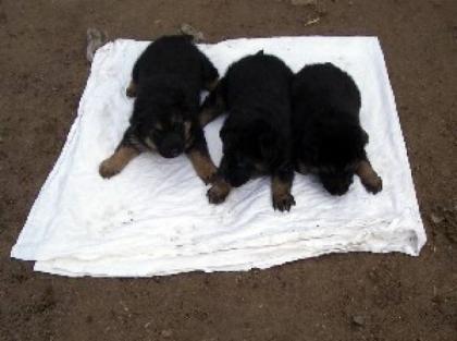 Schäferhundwelpen