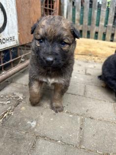 Welpen Bordercollie x Harzer Fuchs