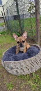 Französische Bulldoggen Welpen .