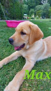 Unsere süßen Labrador Welpen