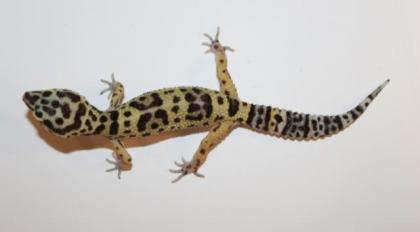 Leopardgeckos