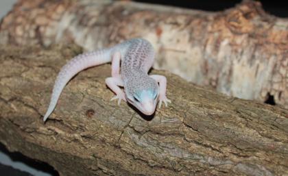Leopardgecko Weibchen aus 2022