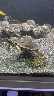 3 Wasserschildkröten, Aquarium, Technik und Zubehör
