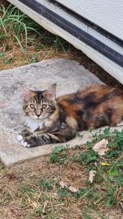 1 reinrassiges Main Coon Mädchen