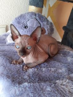 Canadische Sphynx Kitten