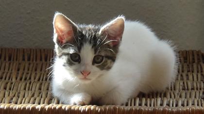 Kitten suchen ihr Zuhause