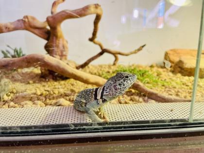 Terrarium mit Halsbandleguan w