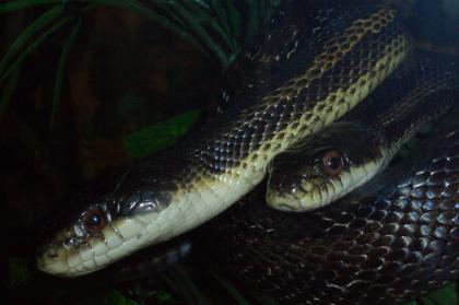 Biete 1. 1 Erdnattern Pantherophis obsoletus
