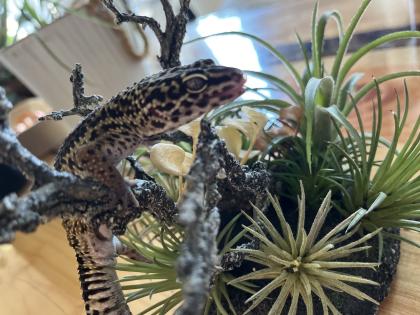 Leopardgecko, 1. 0 Black Night