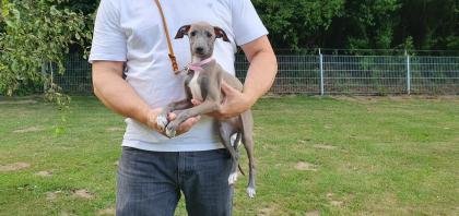 Italienisches Windspiel. Italian Greyhound