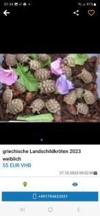 Griechische Landschildkröten Babys 2023 aus Hobbyzucht
