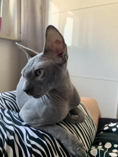 Sphynx Deckkater Lays