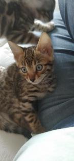 Bengalkitten zu verkaufen