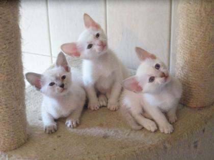 Einfach wunderschön 3 Siambabys in seltenen Farben abzugeben