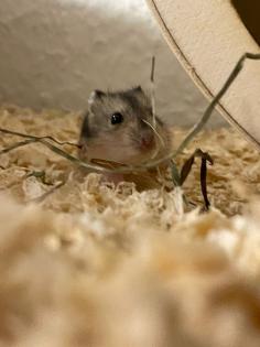 Baby Zwerg Hamster Mädchen und manchen