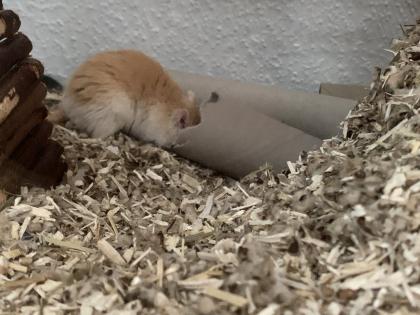 2 Mongolische Wüstenrennmäuse
