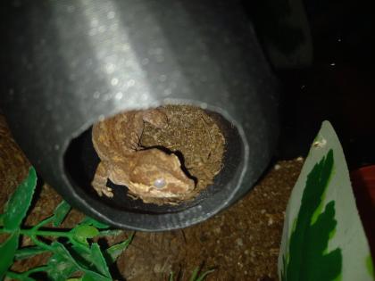 Höckerkopfgecko 0. 0. 1 mit Terrarium