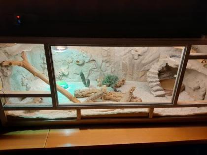 Bartagamen mit Terrarium zu verkaufen