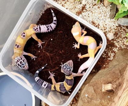 Leopardgeckos verschiedene Farbformen