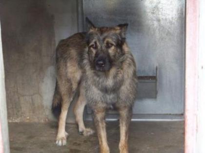 Letzte Chance für diese Hunde vor Tötung. Bis 29. 07