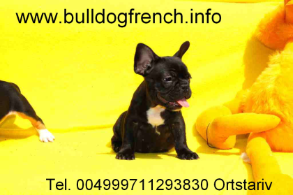 Französische Bulldogge Welpen