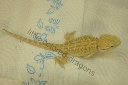 Bartagame - Sandfire Hypopastell Nachzucht abzugeben