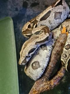 Boa constrictor imperator