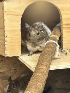 Degu männlich gescheckt
