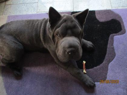 Shar-Pei Hündin 11 Monate