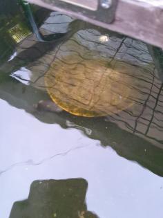 Schildkröten 3 Stück Wasserschildkröten