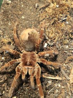 Theraphosa Stirmi, Weibchen, kl 8cm