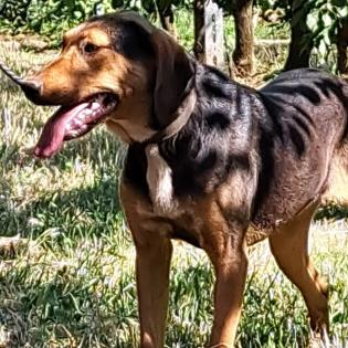 Hanni / Status sucht ein Zuhause