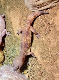 Leopardgeckos, Platz vor Preis