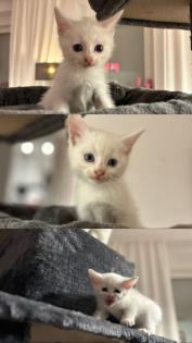 Türkisch angora Kitten
